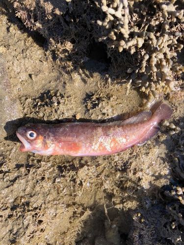 Bastard red cod (Pseudophycis breviuscula) — Moridae — 3