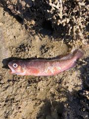 Pseudophycis breviuscula