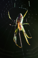 Leucauge festiva