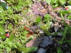 Brachycyrtus pretiosus