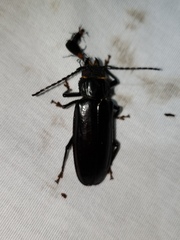 Mallodon dasystomus
