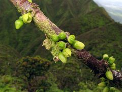 Melicope clusiifolia