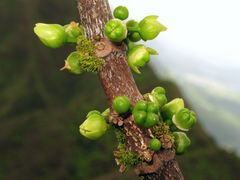 Melicope clusiifolia