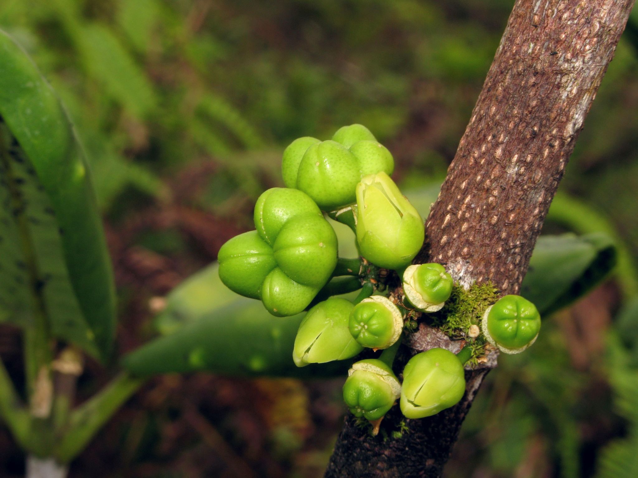 Melicope clusiifolia