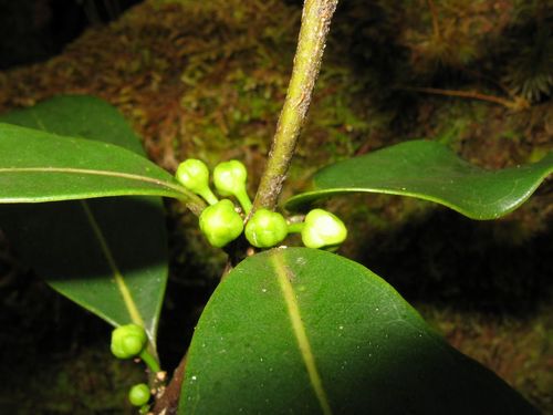 Melicope clusiifolia observed 2005-08-12