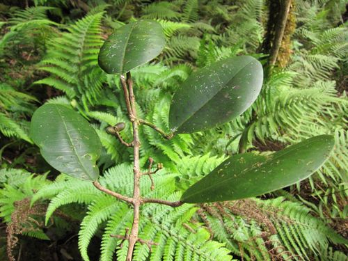 Melicope feddei