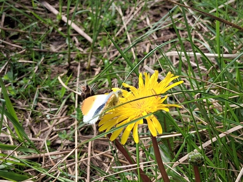 orange-tip