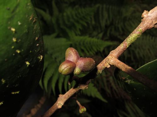 Melicope feddei