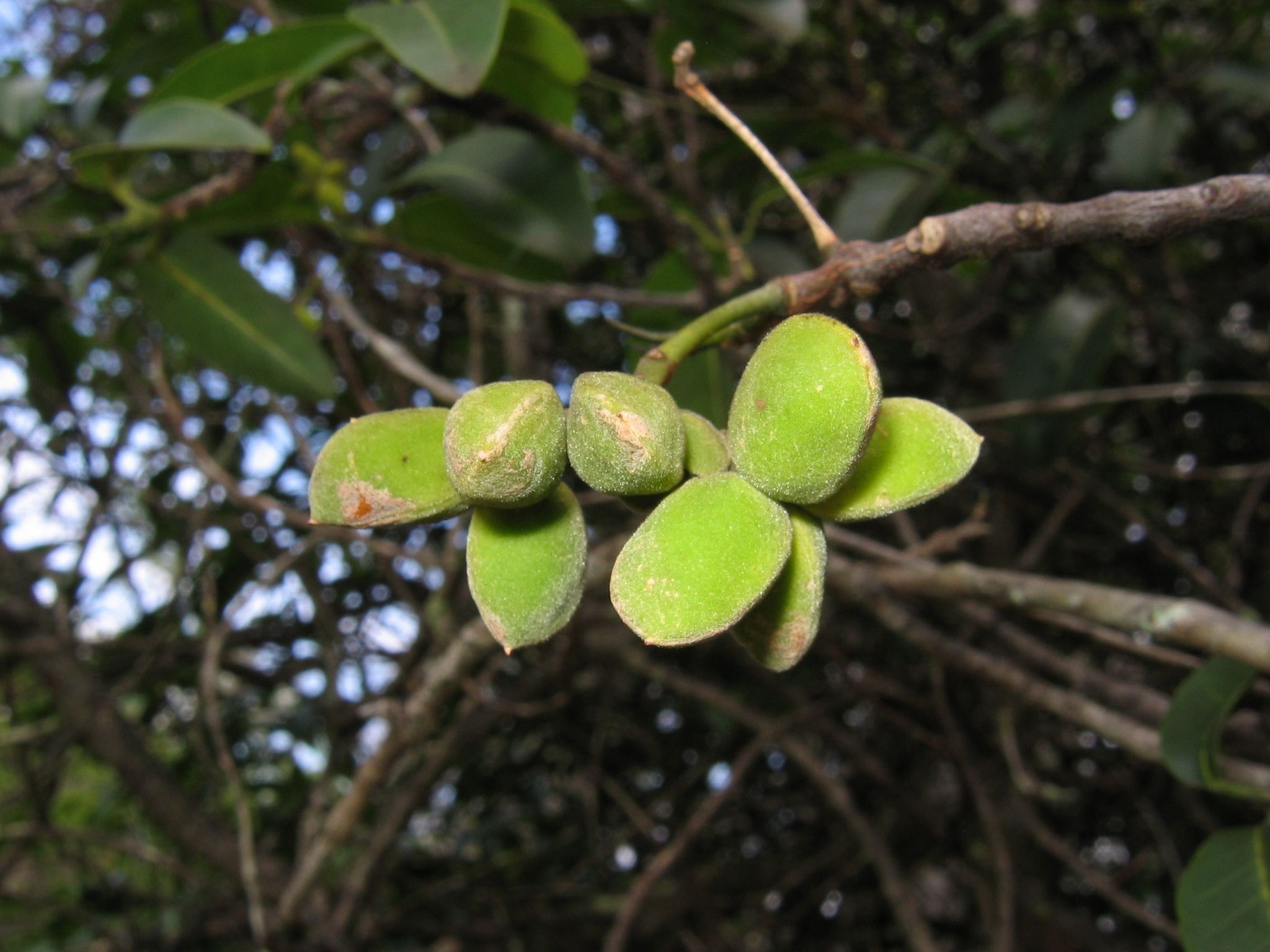 Melicope hawaiensis