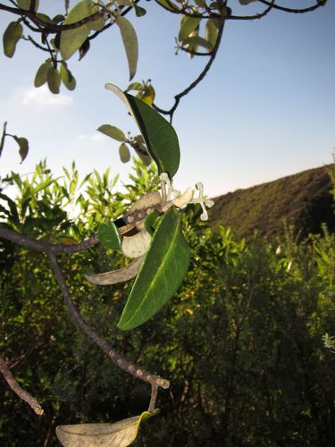 Melicope hawaiensis observed 2010-12-16