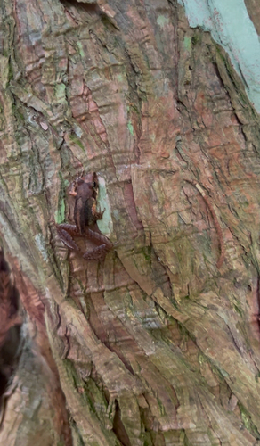 Japanese Brown Frog