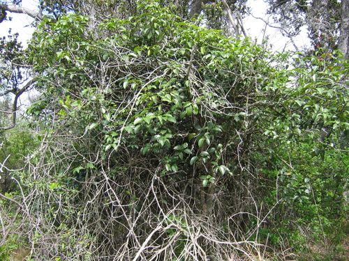 Melicope hawaiensis observed 2005-05-28