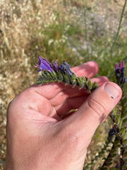 (c) Chase Mathey, some rights reserved (CC BY) Echium tuberculatum, photograph (c) Chase Mathey, some rights reserved (CC BY)