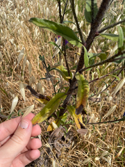 (c) Chase Mathey, some rights reserved (CC BY) Echium tuberculatum, photograph (c) Chase Mathey, some rights reserved (CC BY)