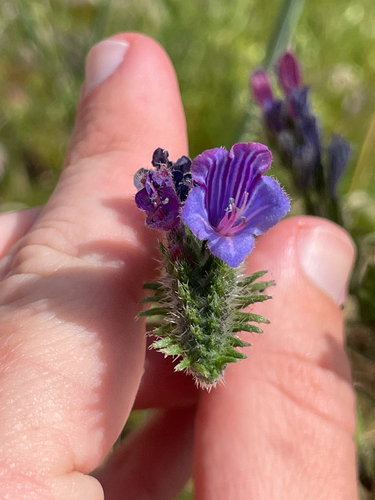 Echium tuberculatum, photograph 3