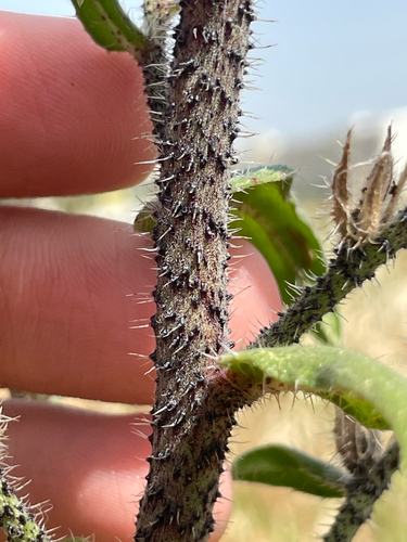 Echium tuberculatum, photograph 4