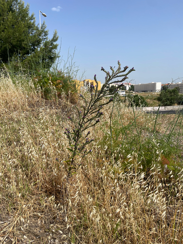 Echium tuberculatum, photograph 6
