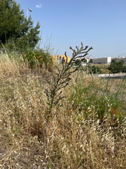 Echium tuberculatum, photograph (c) Chase Mathey, some rights reserved (CC BY)