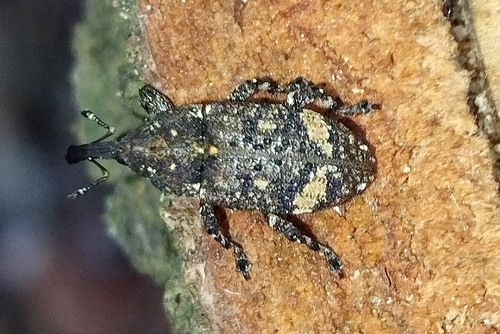 Pissodes piceae