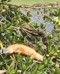 Iguana iguana