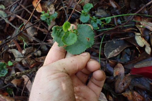 Xanthosia rotundifolia, photograph 2