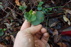 Xanthosia rotundifolia, photograph (c) Em Lamond, some rights reserved (CC BY)