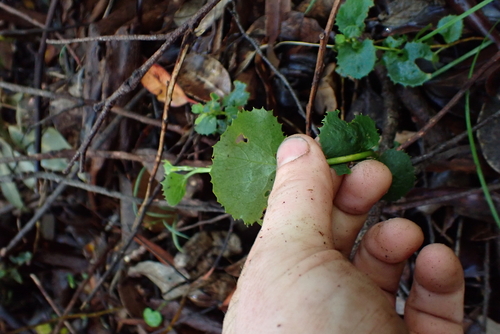 Xanthosia rotundifolia, photograph 3