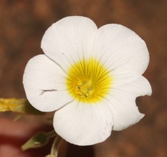 Oxalis hirsutibulba