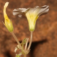 Oxalis hirsutibulba
