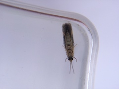 Paroxyethira hendersoni