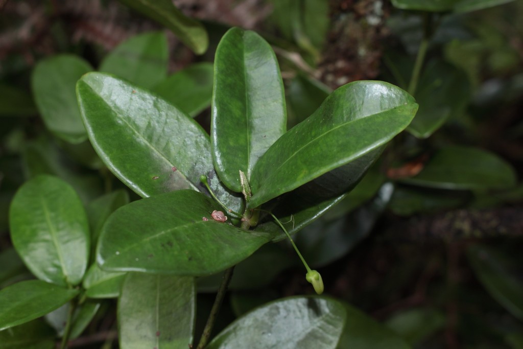 Melicope lydgatei