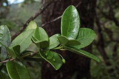 Melicope lydgatei