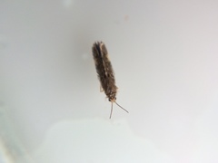 Paroxyethira hendersoni