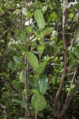 Melicope lydgatei