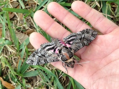 Agrius cingulata