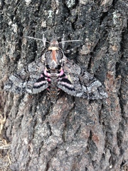 Agrius cingulata