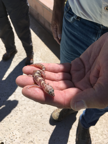 iNaturalist observation photo of Desert Banded Gecko