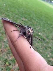 Agrius cingulata