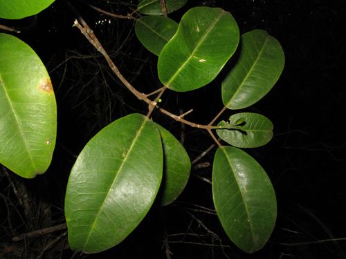 Melicope ovata