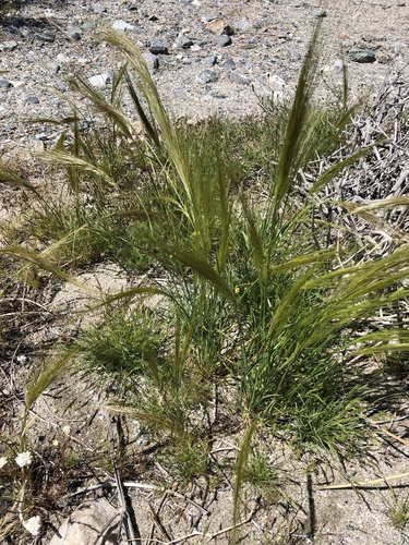 iNaturalist observation photo of cape ricegrass