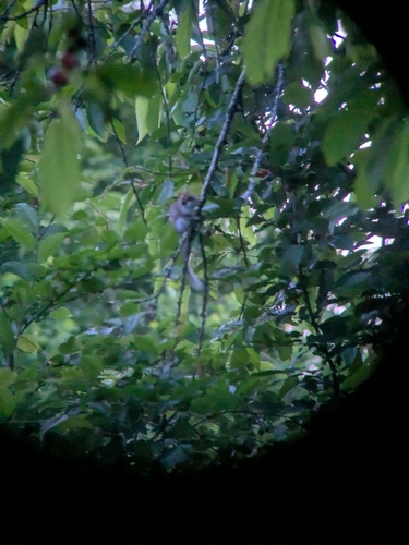 European Garden Dormouse