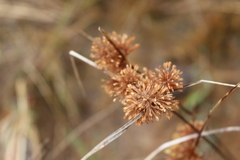 Cyperus luzulae