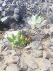 Cristaria integerrima integerrima