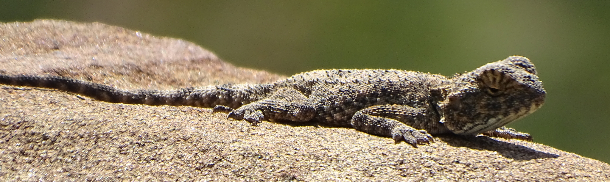 Agama anchietae Bocage, 1896