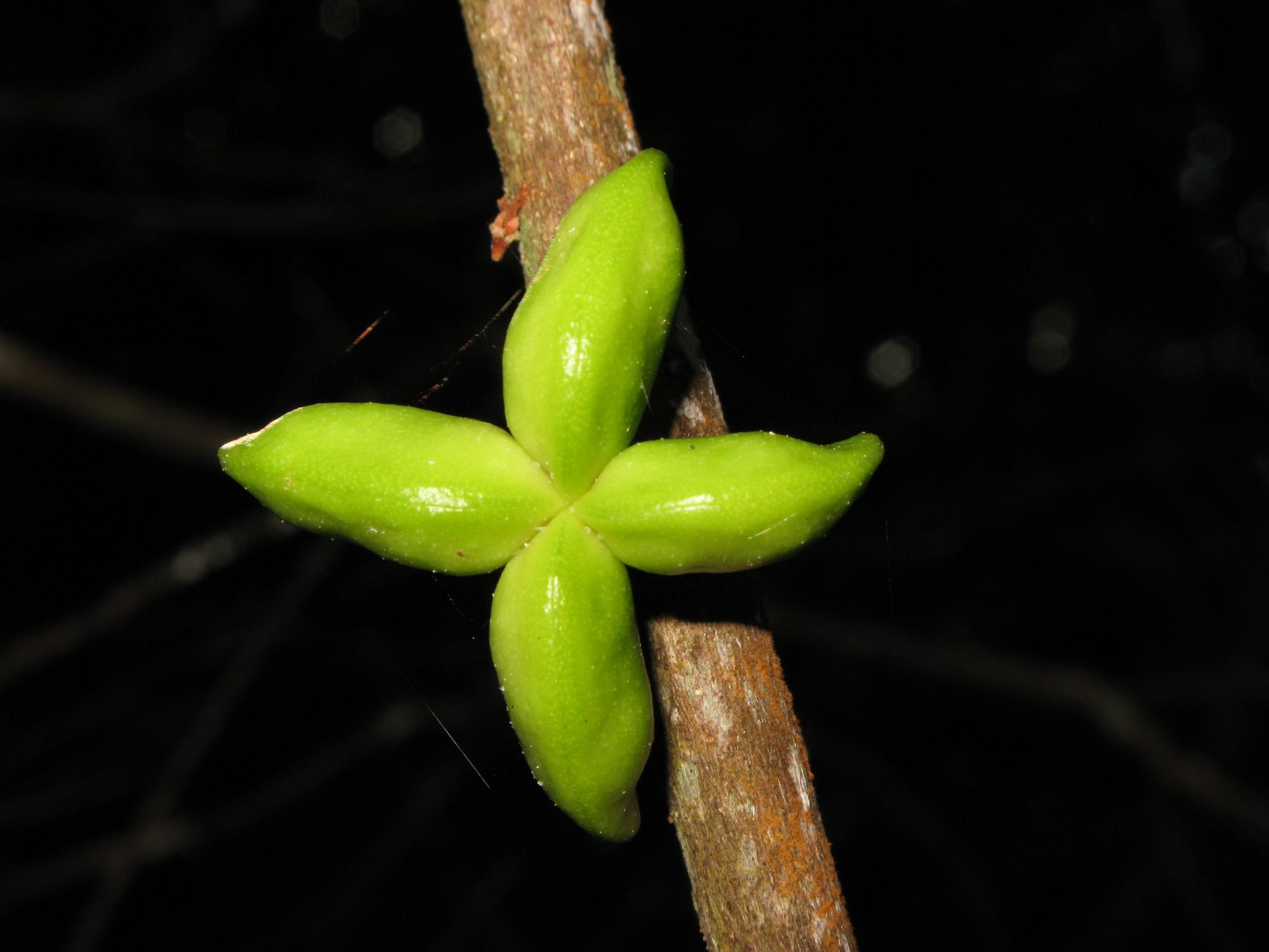 Melicope ovata