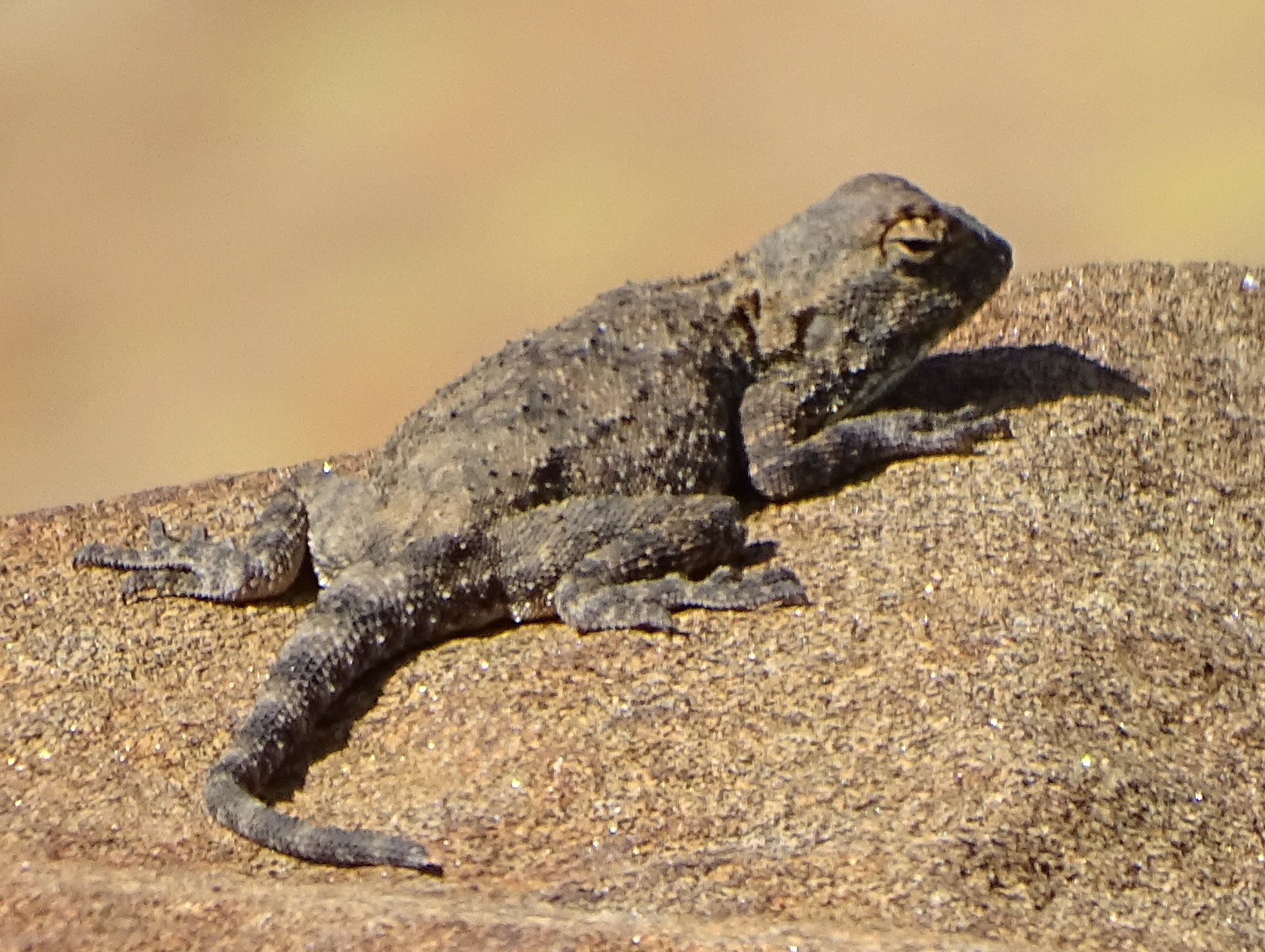 Agama anchietae Bocage, 1896