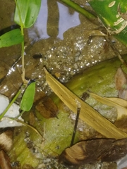 Leptodactylus albilabris