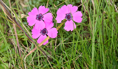 Dianthus pavonius