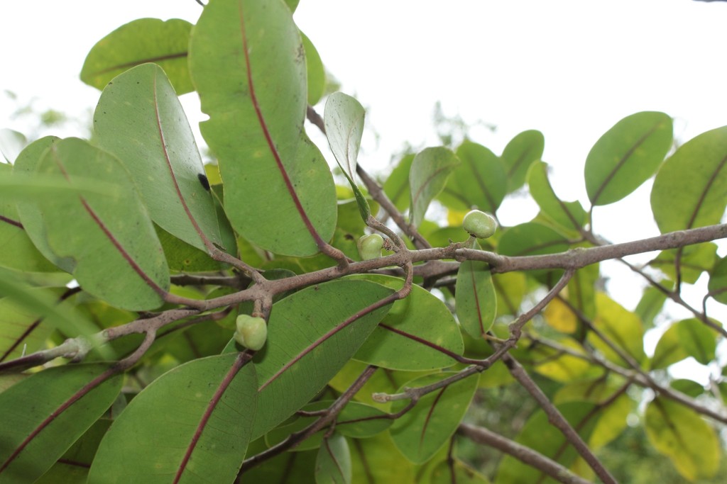 Melicope peduncularis