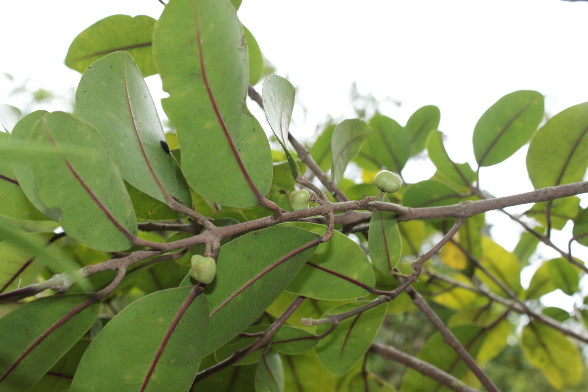 Melicope peduncularis